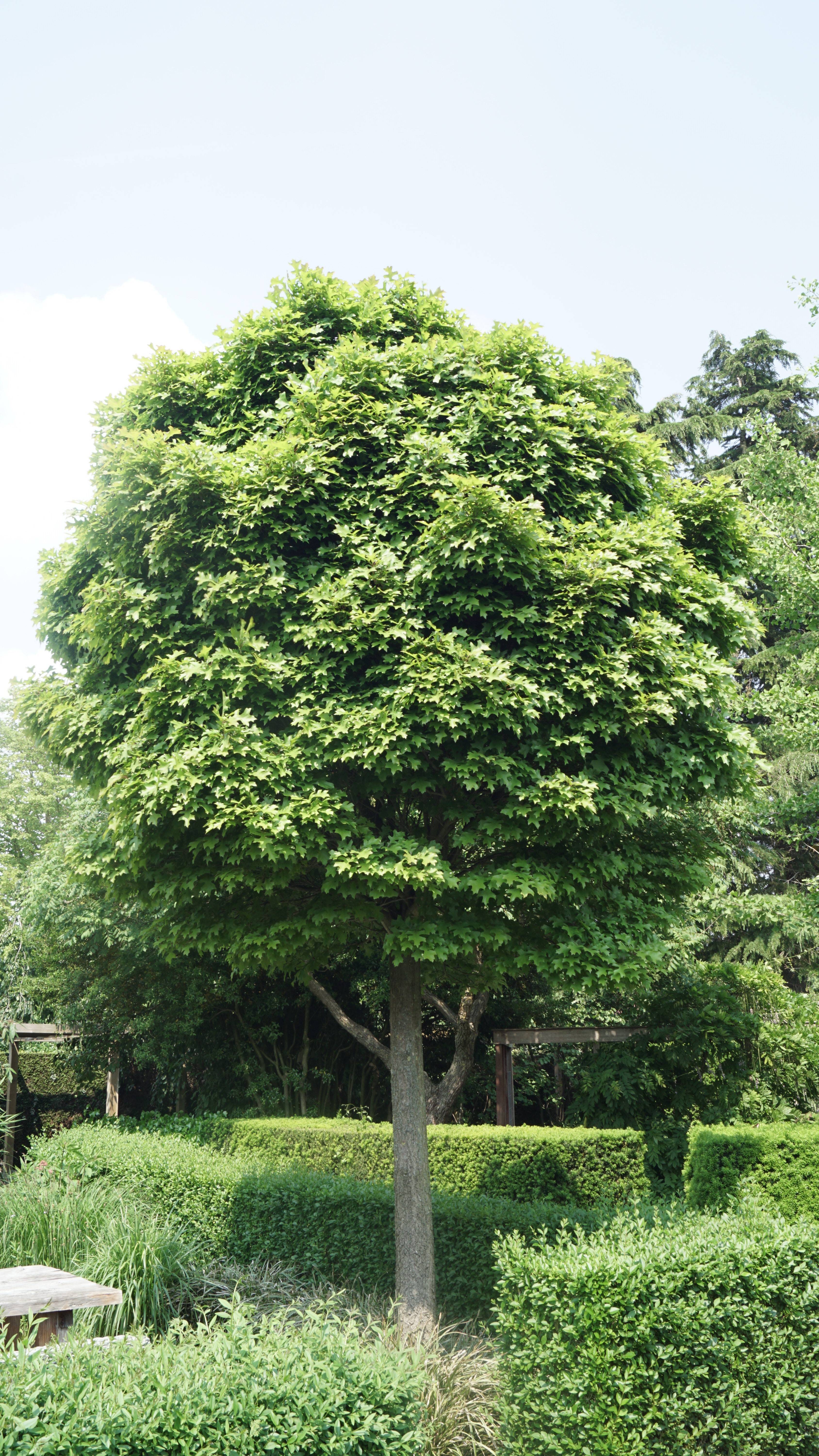 Quercus palustris Green Dwarf_05